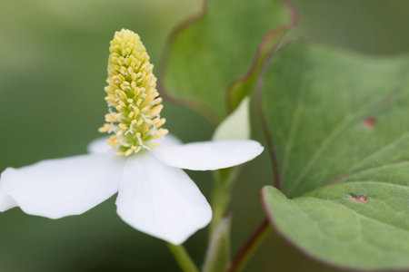 houttuynia cordataの写真素材