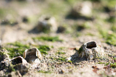 Barnacleの写真素材