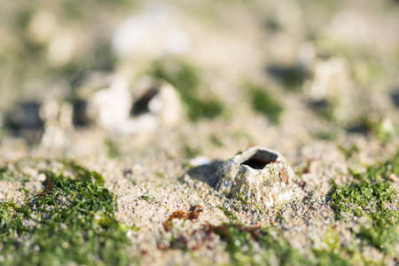 Barnacleの写真素材