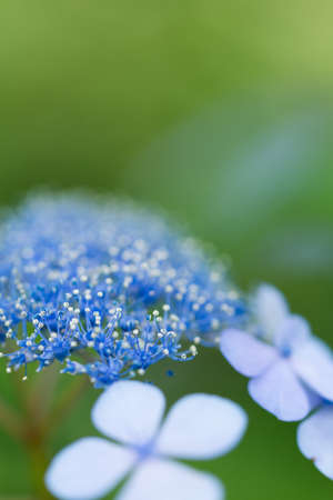 Hydrangea