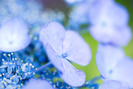 Hydrangea