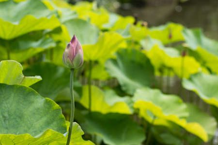 pink lotusの写真素材