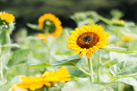 sunflowerの写真素材