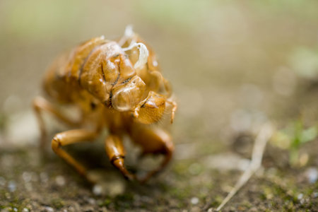 Cicada pupa