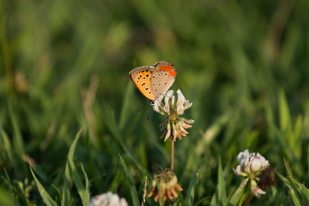 butterflyの写真素材