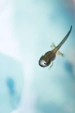 Tadpoleの写真素材