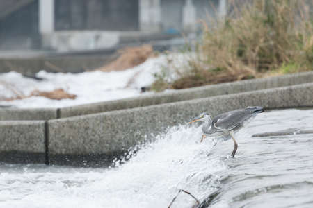 heronの写真素材