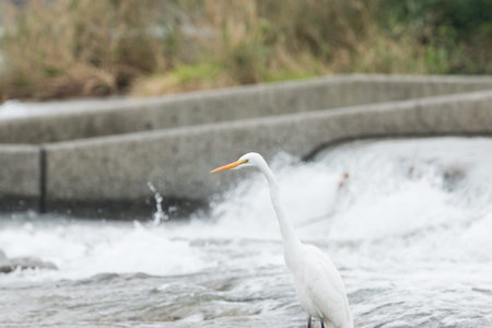 heronの写真素材
