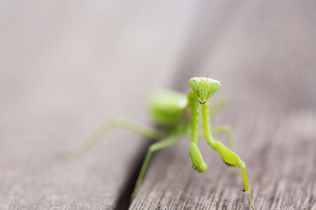 mantisの写真素材