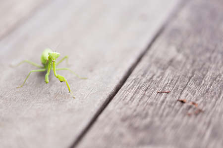 mantisの写真素材