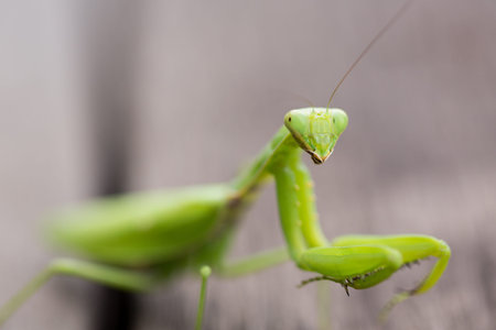 mantis