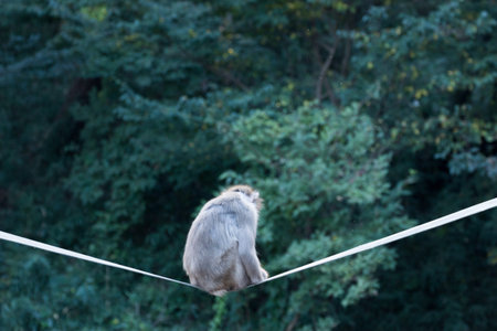 monkey