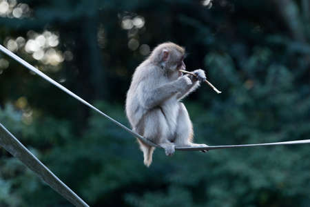 monkey