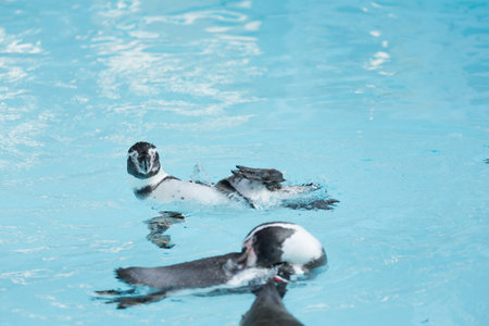 Penguinの写真素材