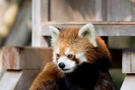 lesser pandaの写真素材