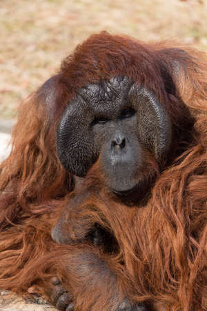 orangutanの写真素材