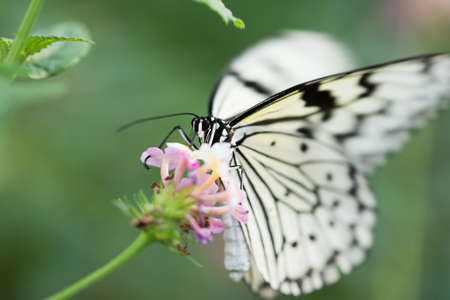 butterflyの写真素材