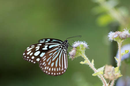butterflyの写真素材