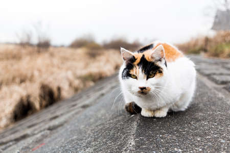 Tortoiseshell catの写真素材