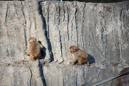monkey