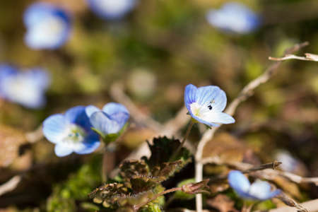Nemophilaの写真素材