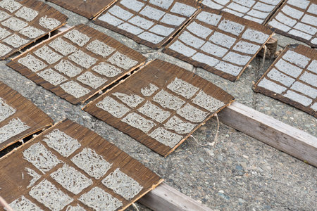 Whitebaitの写真素材