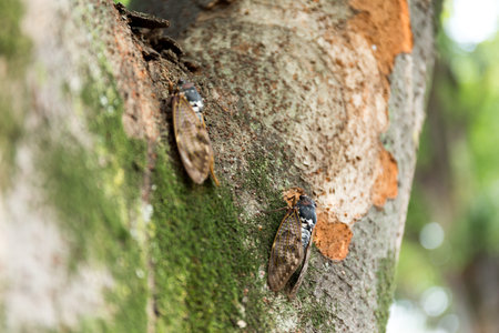 cicadaの写真素材