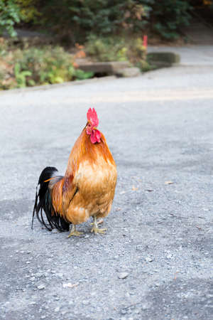chickenの写真素材