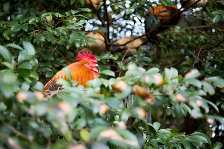 chicken