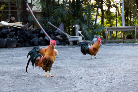 chickenの写真素材