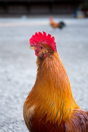 chicken