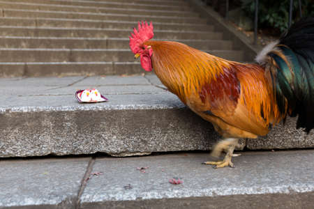 Japan New Year decorations and chickenの写真素材
