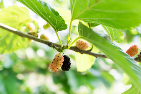 mulberryの写真素材