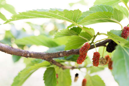 mulberryの写真素材