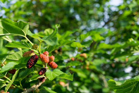 mulberryの写真素材