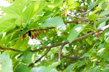 mulberryの写真素材