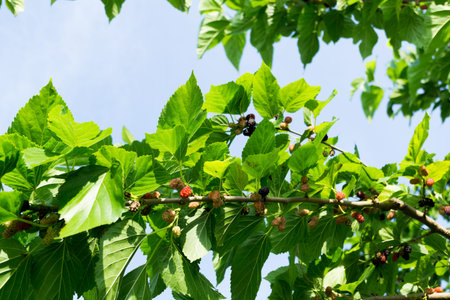 mulberryの写真素材