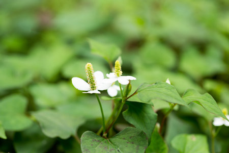 houttuynia cordata