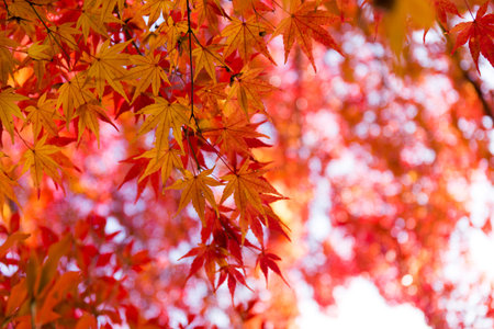 autumn leavesの写真素材