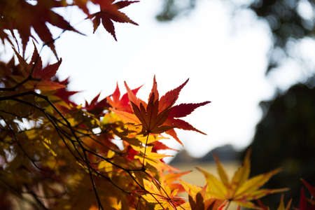 autumn leavesの写真素材