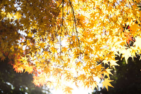 autumn leaves