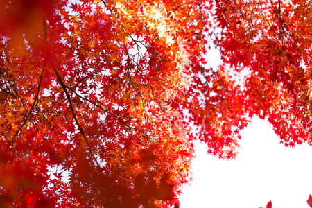 autumn leavesの写真素材