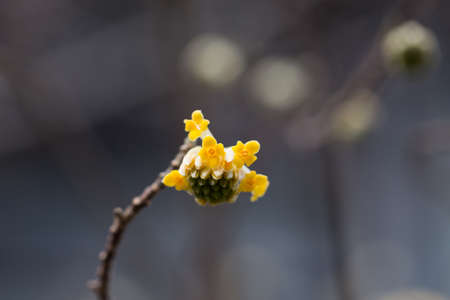 Edgeworthia chrysantha Lindl or Oriental Paperbush, Mitsumataの写真素材