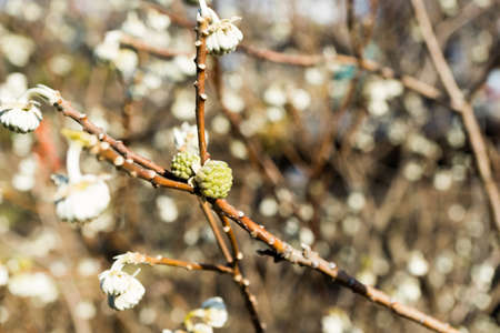 Edgeworthia chrysantha Lindl or Oriental Paperbush, Mitsumataの写真素材