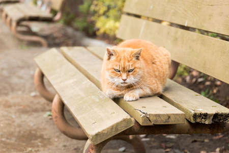 Stray cats are very cuteの写真素材