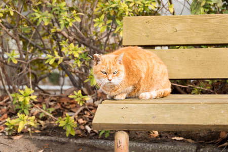 Stray cats are very cuteの写真素材