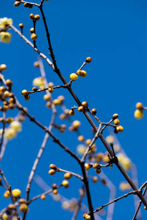 Yellow plum blossomの写真素材