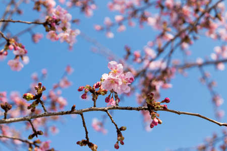 a beautiful Cherry blossomsの写真素材