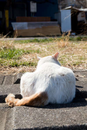 Stray cats are very cuteの写真素材