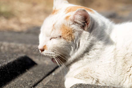 Stray cats are very cuteの写真素材